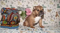 Moose, a male English Bulldog for sale in Colorado Springs, CO – 4 of 10