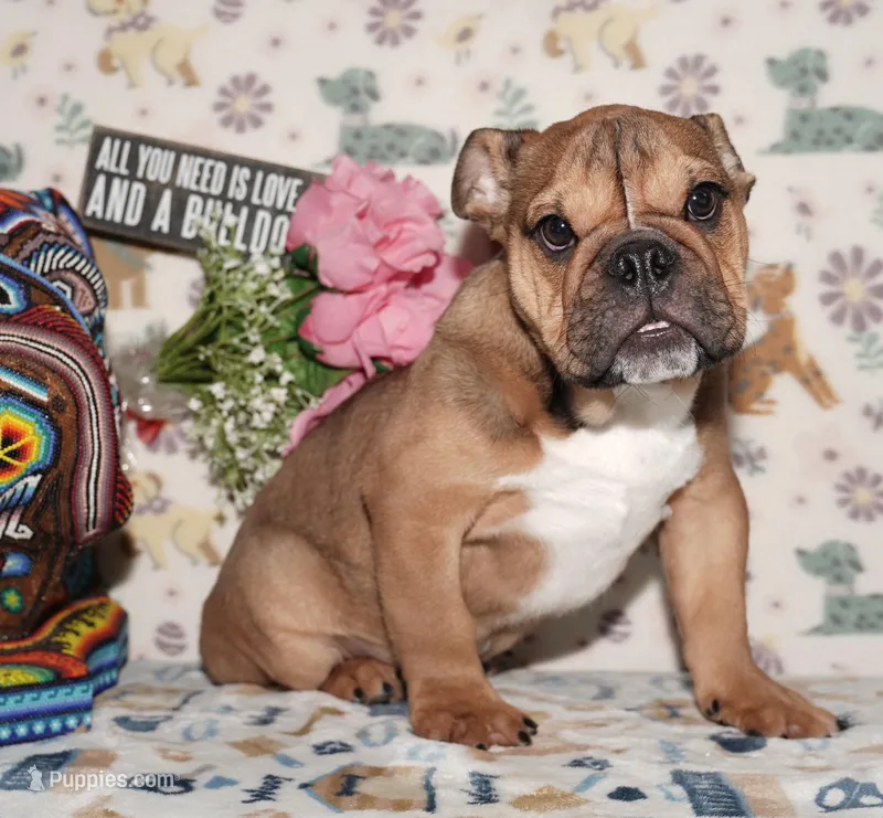 Rock Star – English Bulldog puppy for sale in Colorado Springs, CO