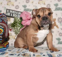 Moose, a male English Bulldog for sale in Colorado Springs, CO – 1 of 10