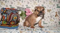 Moose, a male English Bulldog for sale in Colorado Springs, CO – 7 of 10