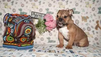 Moose, a male English Bulldog for sale in Colorado Springs, CO – 8 of 10