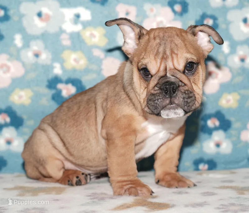 Pop Rock Star – English Bulldog puppy for sale in Colorado Springs, CO