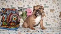Moose, a male English Bulldog for sale in Colorado Springs, CO – 2 of 10