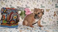 Moose, a male English Bulldog for sale in Colorado Springs, CO – 5 of 10