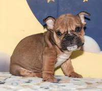 Pop Rock Star, a male English Bulldog for sale in Colorado Springs, CO – Photo 1 of 10