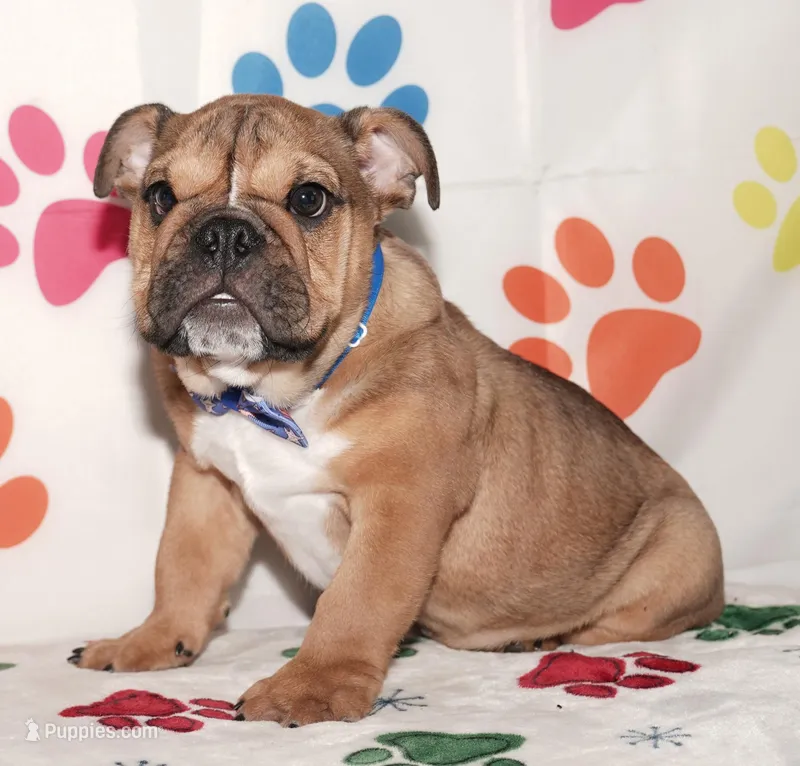 Rock Star – English Bulldog puppy for sale in Colorado Springs, CO