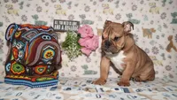 Moose, a male English Bulldog for sale in Colorado Springs, CO – 6 of 10