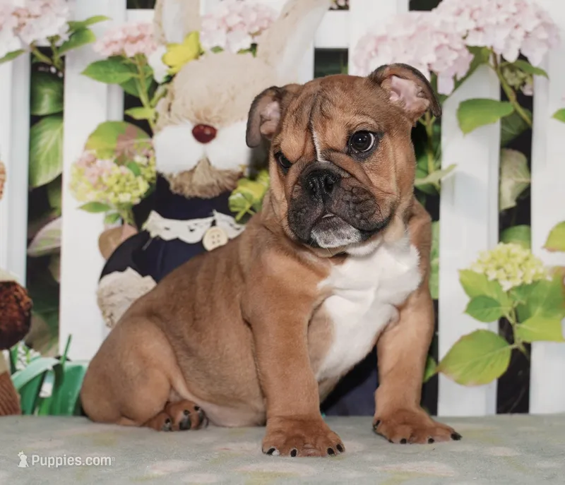 Rock Star – English Bulldog puppy for sale in Colorado Springs, CO