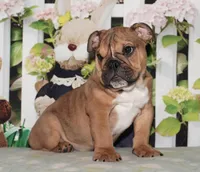 Rock Star, a male English Bulldog for sale in Colorado Springs, CO – Photo 1 of 10