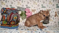 Moose, a male English Bulldog for sale in Colorado Springs, CO – 10 of 10