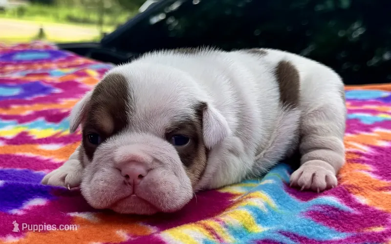 Monica – English Bulldog puppy for sale in Colorado Springs, CO