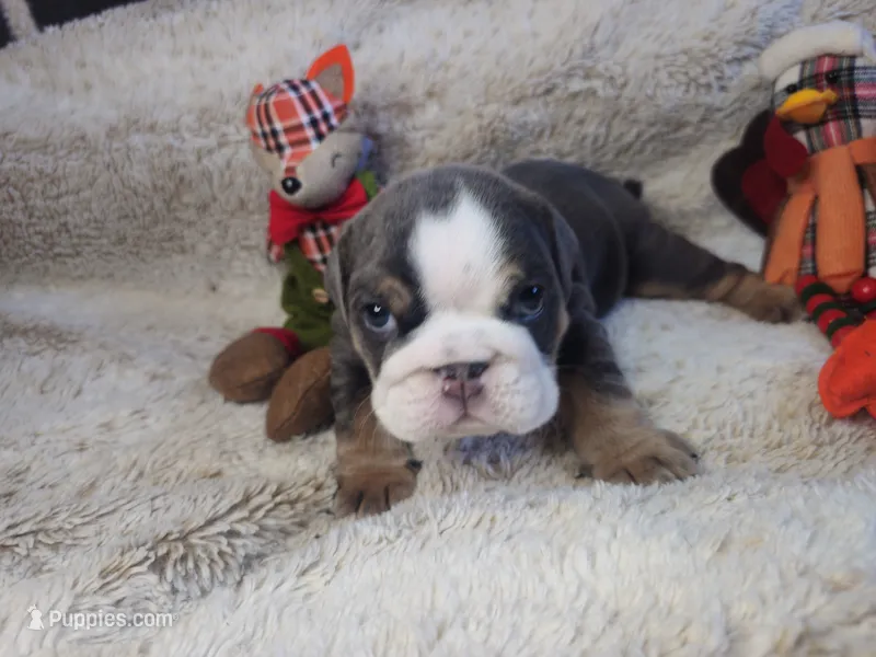 Ozzy – English Bulldog puppy for sale in Colorado Springs, CO