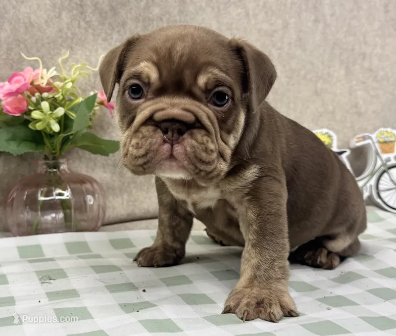 Goose – English Bulldog puppy for sale in Colorado Springs, CO