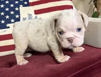 Hambone, a male English Bulldog for sale in Colorado Springs, CO – 10 of 10
