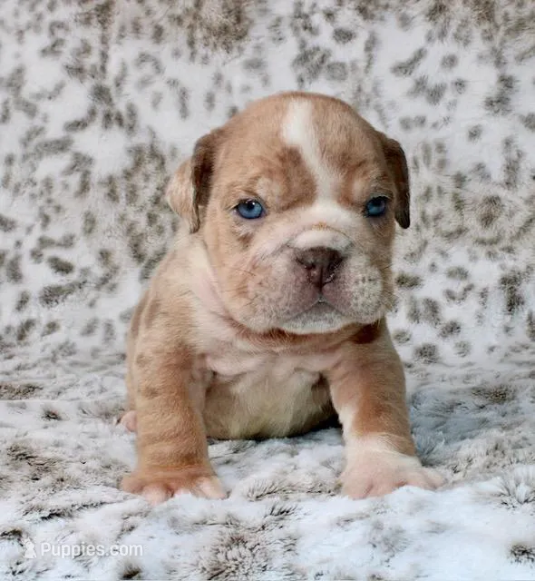Casper – English Bulldog puppy for sale in Colorado Springs, CO