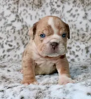 Casper, a male English Bulldog for sale in Colorado Springs, CO – 1 of 4