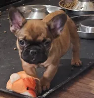 Larry, a male French Bulldog for sale in Colorado Springs, CO – 10 of 10