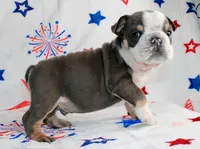 Angus, a male English Bulldog for sale in Colorado Springs, CO – 3 of 3