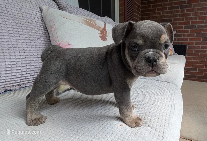 Spud – English Bulldog puppy for sale in Colorado Springs, CO