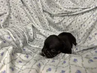 Phoenix, a female English Bulldog for sale in Colorado Springs, CO – 7 of 7
