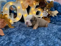 Atlas, a male English Bulldog for sale in Colorado Springs, CO – 10 of 10