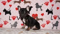 Marcel, a male French Bulldog for sale in Colorado Springs, CO – 1 of 10