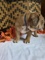 Iggy, a male English Bulldog for sale in Colorado Springs, CO – 4 of 10