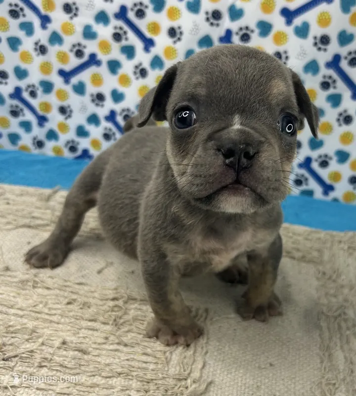 Spud – English Bulldog puppy for sale in Colorado Springs, CO