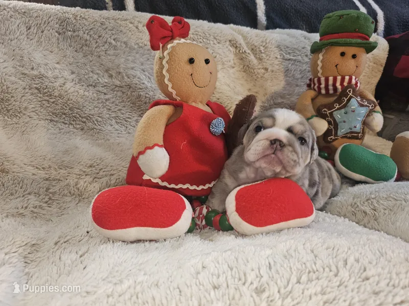 Sirloin – English Bulldog puppy for sale in Colorado Springs, CO