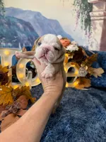 Rosie, a female English Bulldog for sale in Colorado Springs, CO – 2 of 8