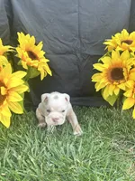 Bodhi, a male English Bulldog for sale in Colorado Springs, CO – 5 of 10