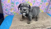 Halo, a female English Bulldog for sale in Colorado Springs, CO – 10 of 10