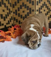 Iggy, a male English Bulldog for sale in Colorado Springs, CO – 5 of 10