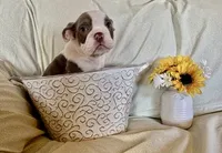 Maverick, a male English Bulldog for sale in Colorado Springs, CO – 4 of 9