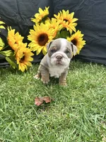 Olympia, a female English Bulldog for sale in Colorado Springs, CO – 4 of 10