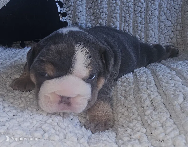 Bash – English Bulldog puppy for sale in Colorado Springs, CO