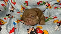 Goose, a male English Bulldog for sale in Colorado Springs, CO – 2 of 9