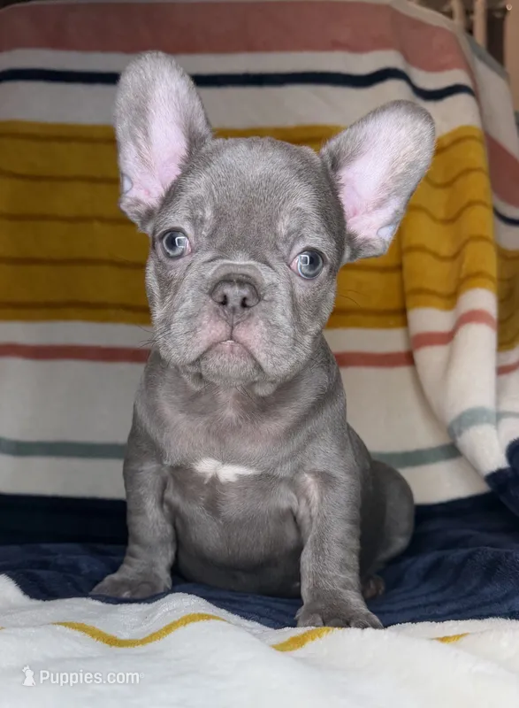 Beau – French Bulldog puppy for sale in Colorado Springs, CO