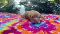 Janice, a female English Bulldog for sale in Colorado Springs, CO – 9 of 9