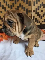 Peanut, a female English Bulldog for sale in Colorado Springs, CO – 4 of 10
