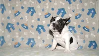 Jaq, a male French Bulldog for sale in Colorado Springs, CO – 8 of 10