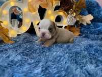 Atlas, a male English Bulldog for sale in Colorado Springs, CO – 4 of 10