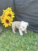 Bodhi, a male English Bulldog for sale in Colorado Springs, CO – 2 of 10
