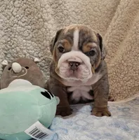 Dobby, a male English Bulldog for sale in Colorado Springs, CO – Photo 3 of 10