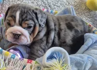 Dobby, a male English Bulldog for sale in Colorado Springs, CO – Photo 1 of 10