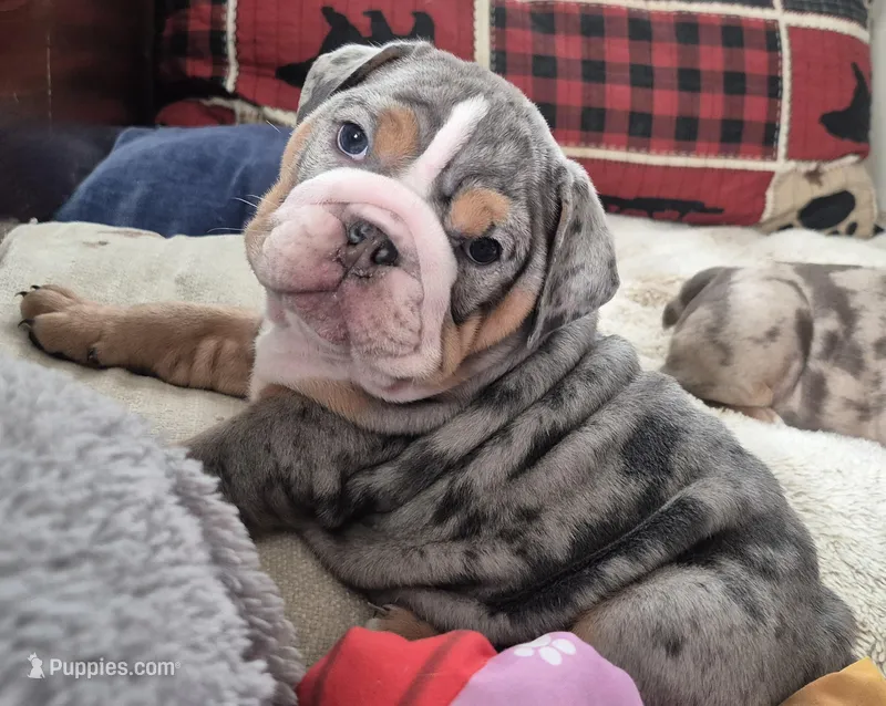 Dobby – English Bulldog puppy for sale in Colorado Springs, CO