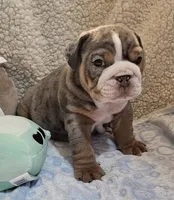 Dobby, a male English Bulldog for sale in Colorado Springs, CO – Photo 2 of 10