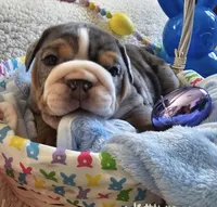 Dobby, a male English Bulldog for sale in Colorado Springs, CO – Photo 5 of 10