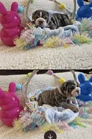 Dobby, a male English Bulldog for sale in Colorado Springs, CO – Photo 6 of 10