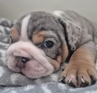 Dobby, a male English Bulldog for sale in Colorado Springs, CO – Photo 10 of 10